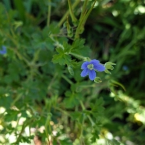 Erodium crinitum at Hughes, ACT - 1 Oct 2020