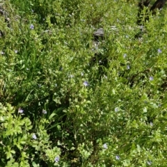 Erodium crinitum at Hughes, ACT - 1 Oct 2020