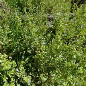 Erodium crinitum at Hughes, ACT - 1 Oct 2020