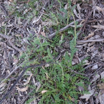 Acaena x ovina (Sheep's Burr) at Red Hill, ACT - 22 Sep 2020 by JackyF