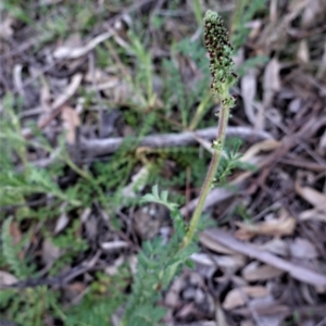 Acaena x ovina at Red Hill, ACT - 22 Sep 2020