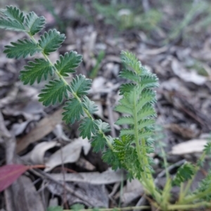 Acaena x ovina at Red Hill, ACT - 22 Sep 2020