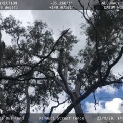 Callocephalon fimbriatum (Gang-gang Cockatoo) at Cook, ACT - 26 Sep 2020 by Kym