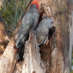 Callocephalon fimbriatum (Gang-gang Cockatoo) at Hughes Grassy Woodland - 23 Sep 2020 by JackyF