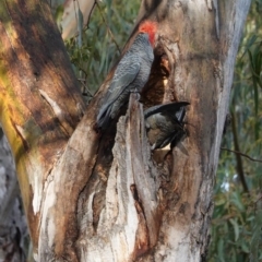 Callocephalon fimbriatum at Hughes, ACT - 23 Sep 2020