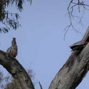 Callocephalon fimbriatum at Hughes, ACT - 23 Sep 2020