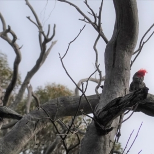 Callocephalon fimbriatum at Hughes, ACT - 23 Sep 2020