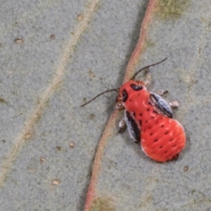 Hyalinaspis pallidinota at Melba, ACT - 29 Sep 2020 12:40 PM