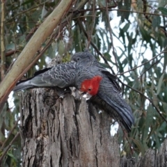Callocephalon fimbriatum (Gang-gang Cockatoo) at Red Hill Nature Reserve - 23 Sep 2020 by JackyF