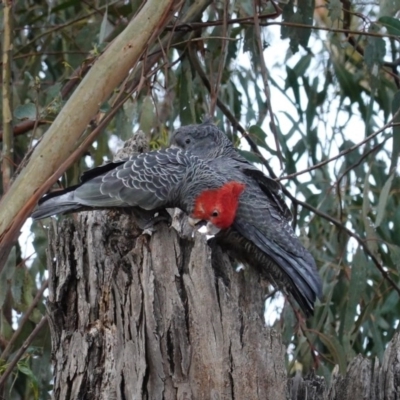 Callocephalon fimbriatum (Gang-gang Cockatoo) at Hughes, ACT - 23 Sep 2020 by JackyF