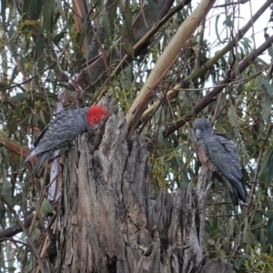 Callocephalon fimbriatum at Hughes, ACT - 23 Sep 2020