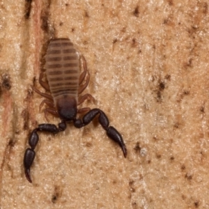 Conicochernes sp. (genus) at Melba, ACT - 29 Sep 2020 01:27 PM