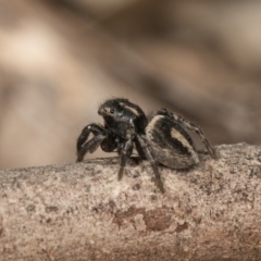 Salpesia sp. (genus) (Salpesia Jumping Spider) at O'Connor, ACT - 28 Sep 2020 by kasiaaus
