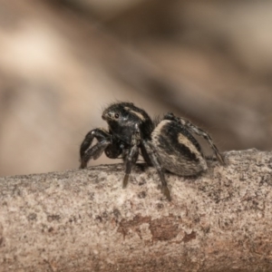 Salpesia sp. (genus) at O'Connor, ACT - 28 Sep 2020 11:17 AM