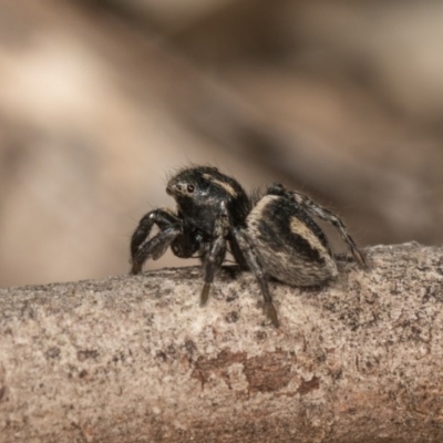 Salpesia (genus) (Salpesia Jumping Spider) at O'Connor, ACT - 28 Sep 2020 by kasiaaus