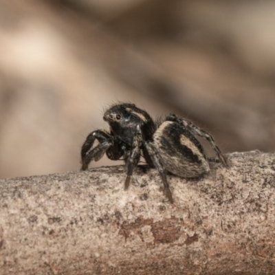 Salpesia sp. (genus) (Salpesia Jumping Spider) at Dryandra St Woodland - 28 Sep 2020 by kasiaaus