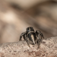 Salpesia sp. (genus) at O'Connor, ACT - 28 Sep 2020 11:17 AM