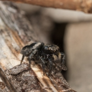 Salpesia sp. (genus) at O'Connor, ACT - 28 Sep 2020