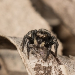 Salpesia sp. (genus) at O'Connor, ACT - 28 Sep 2020 11:17 AM