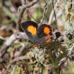 Paralucia aurifera (Bright Copper) at Mongarlowe River - 1 Oct 2020 by LisaH