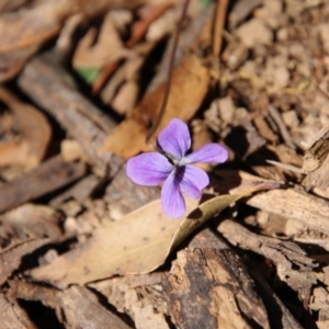 Viola betonicifolia at Mongarlowe, NSW - 1 Oct 2020