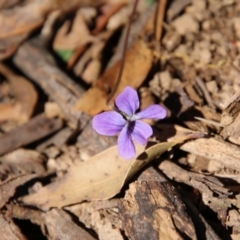 Viola betonicifolia (Mountain Violet) at Mongarlowe, NSW - 1 Oct 2020 by LisaH