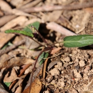 Viola betonicifolia at Mongarlowe, NSW - 1 Oct 2020