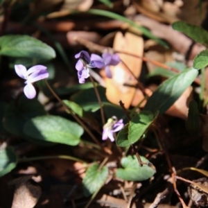 Viola betonicifolia at Mongarlowe, NSW - 1 Oct 2020