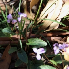 Viola betonicifolia at Mongarlowe, NSW - 1 Oct 2020