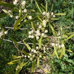 Acacia melanoxylon (Blackwood) at Red Hill, ACT - 21 Sep 2020 by JackyF