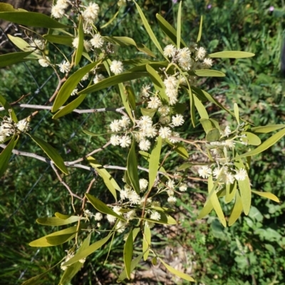 Acacia melanoxylon (Blackwood) at Red Hill, ACT - 21 Sep 2020 by JackyF