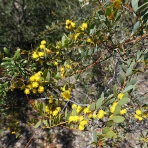 Acacia buxifolia subsp. buxifolia at Red Hill, ACT - 21 Sep 2020 11:36 AM