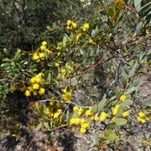 Acacia buxifolia subsp. buxifolia at Red Hill, ACT - 21 Sep 2020