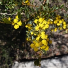 Acacia buxifolia subsp. buxifolia at Red Hill, ACT - 21 Sep 2020 11:36 AM