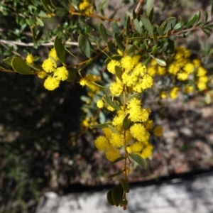 Acacia buxifolia subsp. buxifolia at Red Hill, ACT - 21 Sep 2020