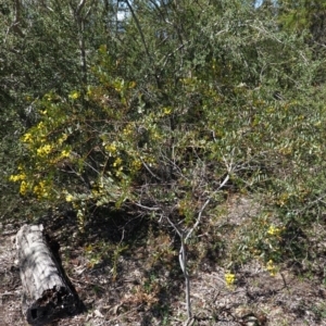 Acacia buxifolia subsp. buxifolia at Red Hill, ACT - 21 Sep 2020 11:36 AM