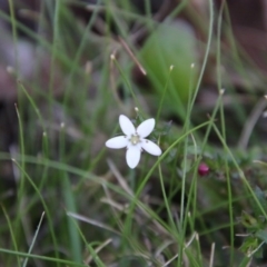 Rhytidosporum procumbens (White Marianth) at Mongarlowe, NSW - 1 Oct 2020 by LisaH