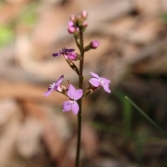 Stylidium (genus) (Trigger Plant) at Mongarlowe, NSW - 1 Oct 2020 by LisaH