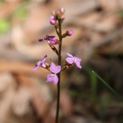 Stylidium (genus) (Trigger Plant) at Mongarlowe, NSW - 1 Oct 2020 by LisaH
