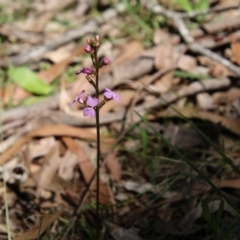 Stylidium sp. at Mongarlowe, NSW - suppressed