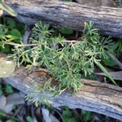 Geranium (genus) (Geranium) at Hughes, ACT - 22 Sep 2020 by JackyF