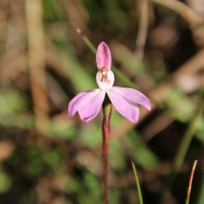 Caladenia fuscata (Dusky Fingers) at Mongarlowe River - 1 Oct 2020 by LisaH