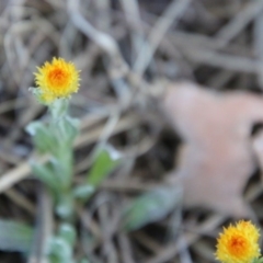 Chrysocephalum apiculatum (Common Everlasting) at Mongarlowe, NSW - 1 Oct 2020 by LisaH