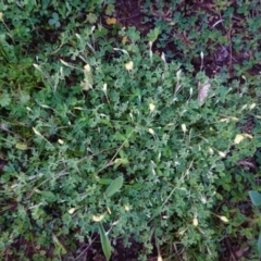 Oxalis sp. (Wood Sorrel) at Federal Golf Course - 22 Sep 2020 by JackyF