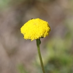 Craspedia variabilis (Common Billy Buttons) at Mongarlowe, NSW - 1 Oct 2020 by LisaH