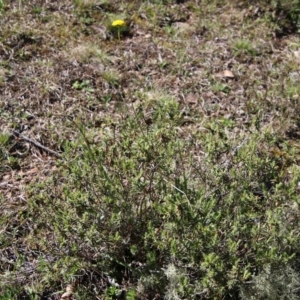 Craspedia variabilis at Mongarlowe, NSW - suppressed