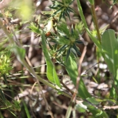 Craspedia variabilis at Mongarlowe, NSW - suppressed