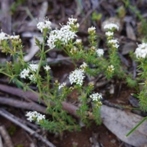 Asperula conferta at Hughes, ACT - 22 Sep 2020 05:08 PM