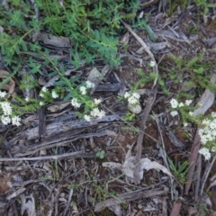 Asperula conferta at Hughes, ACT - 22 Sep 2020