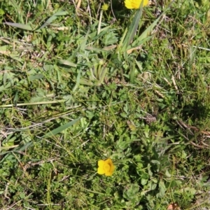 Ranunculus sp. at Mongarlowe, NSW - suppressed